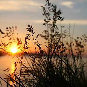 Echoes of Savanna: 639 Hz Relationship Rejuvenation